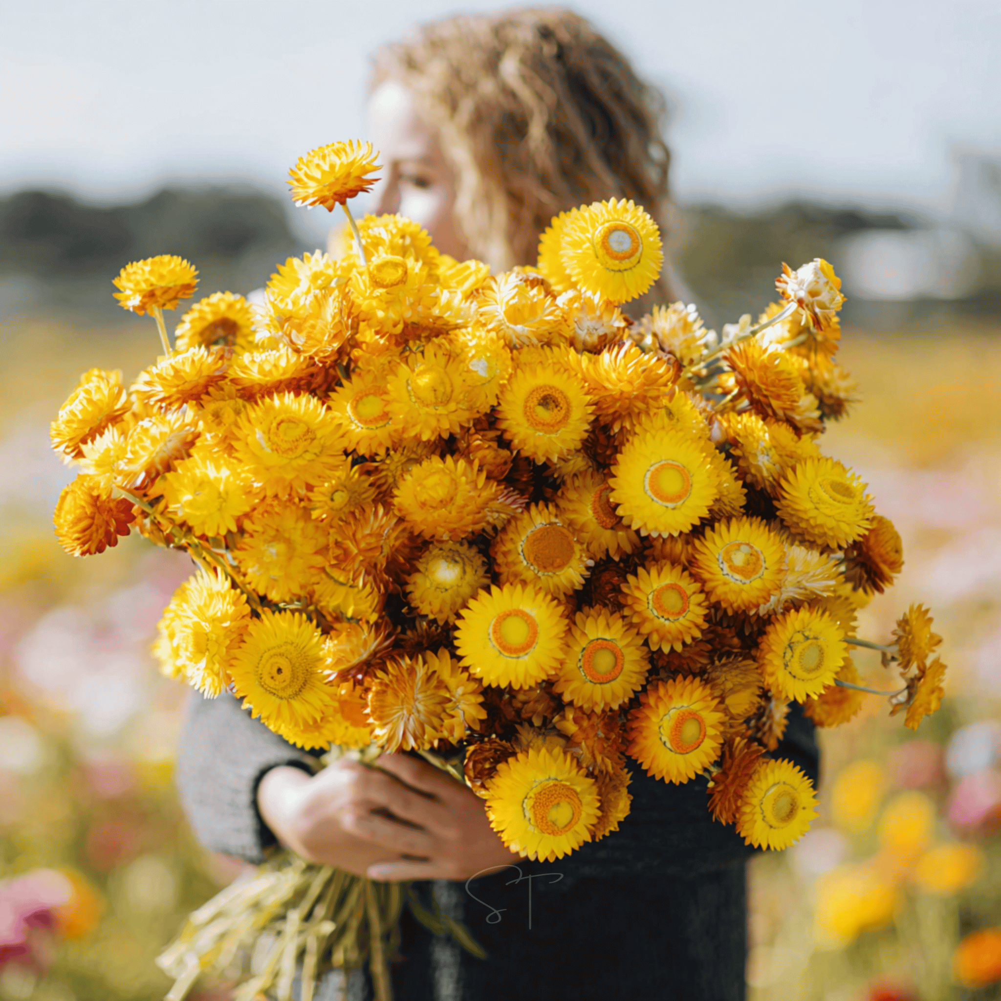 Premium Cutting Flower Seeds for Home Gardens