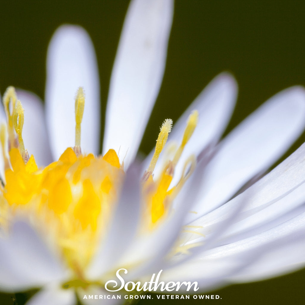 Heath White Aster – 50 Seeds