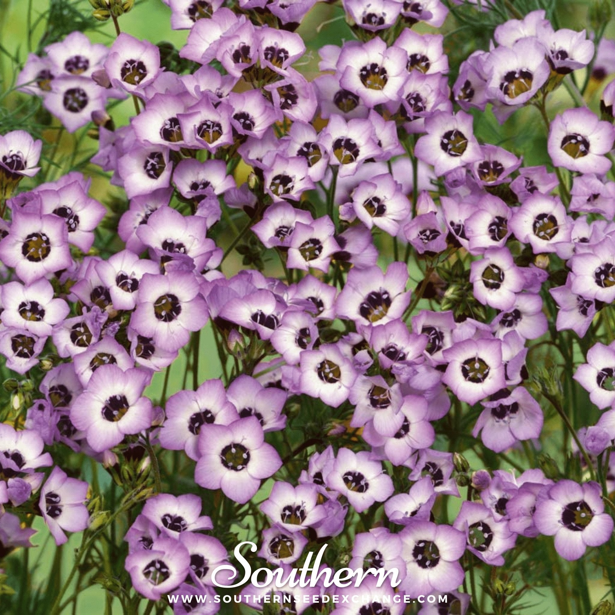 Bird's Eye – 100 Seeds