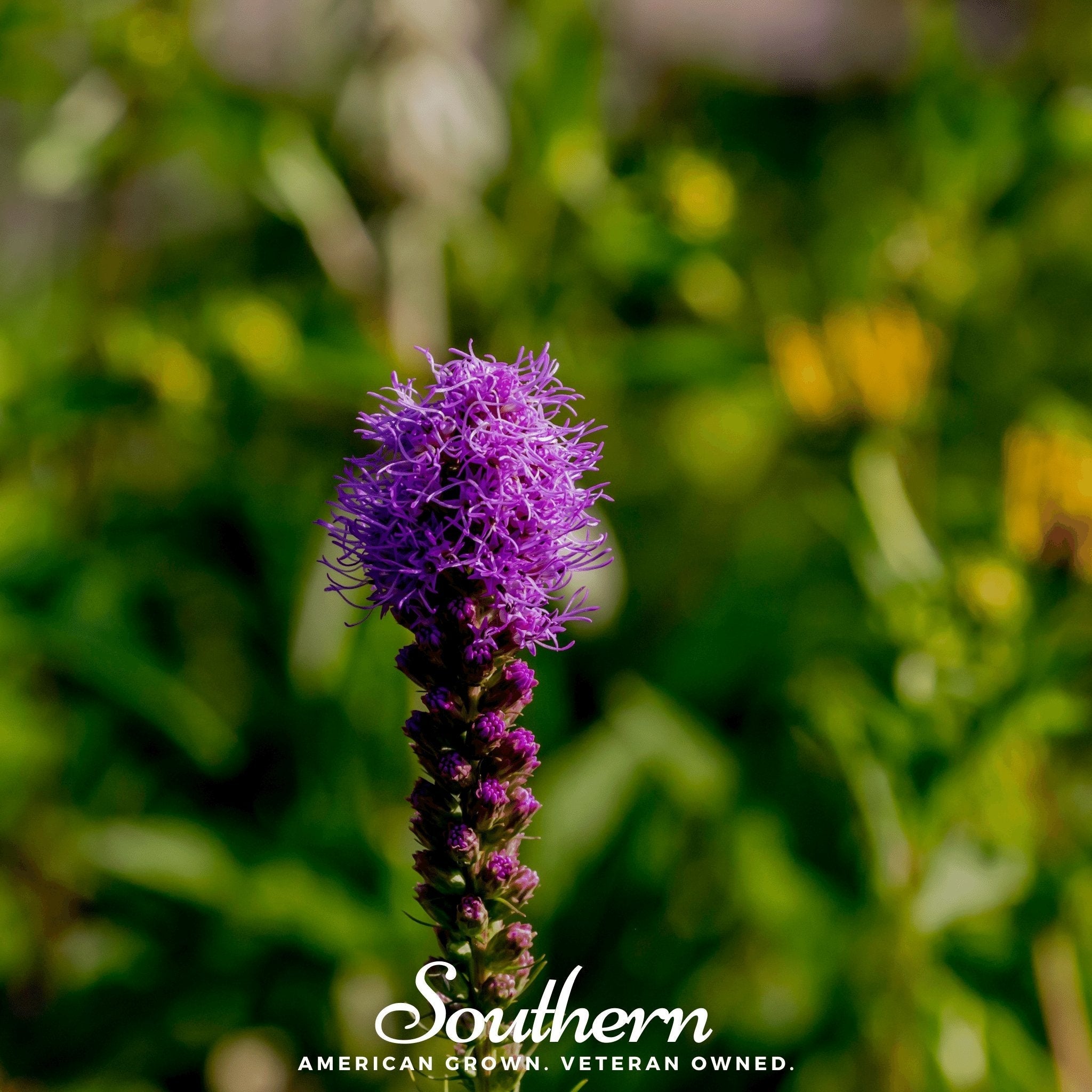 Prairie Blazing Star – 50 Seeds