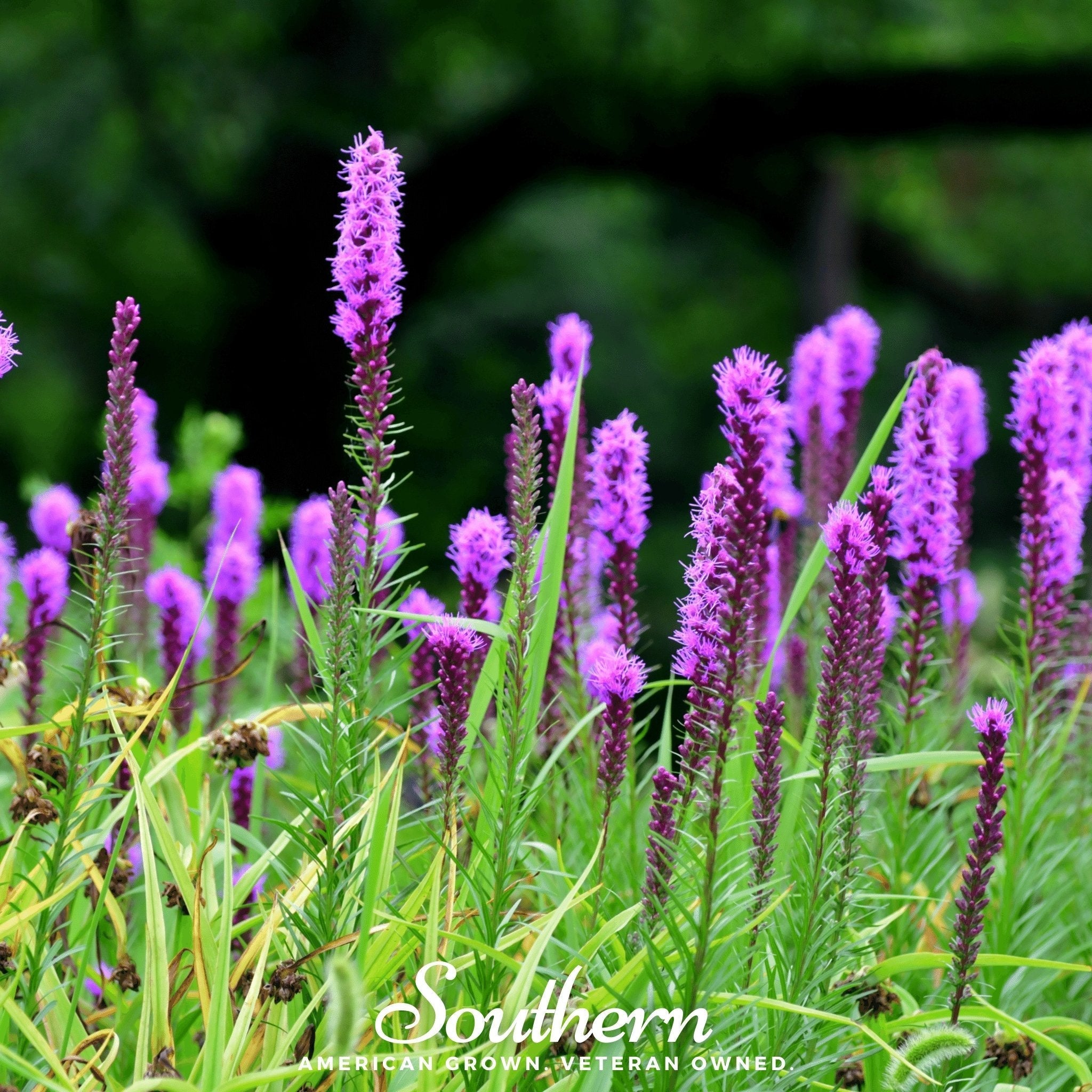 Prairie Blazing Star – 50 Seeds