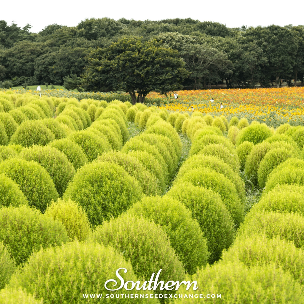 Burning Bush – 100 Seeds