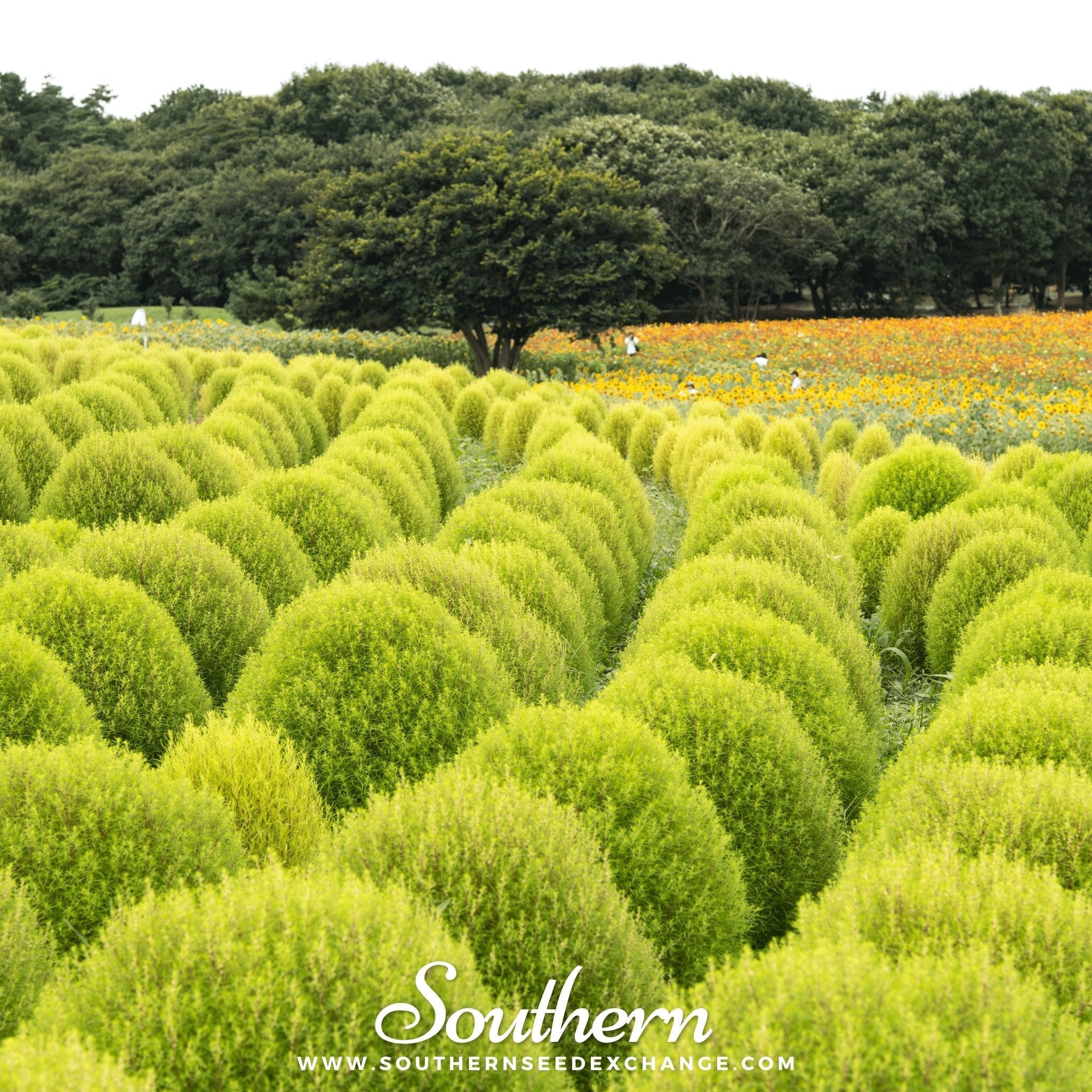 Burning Bush – 100 Seeds