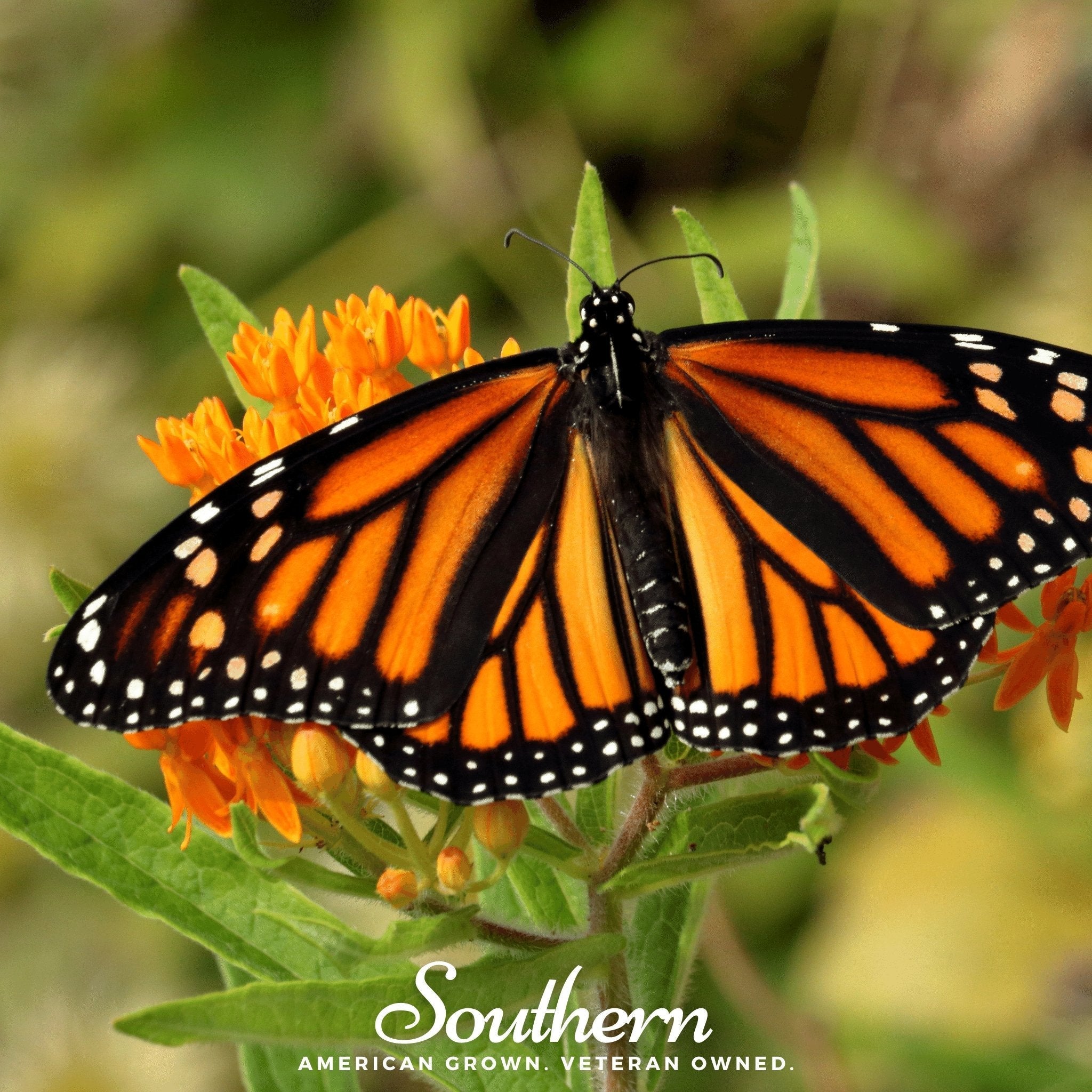 Orange Butterfly Weed – 35 Seeds