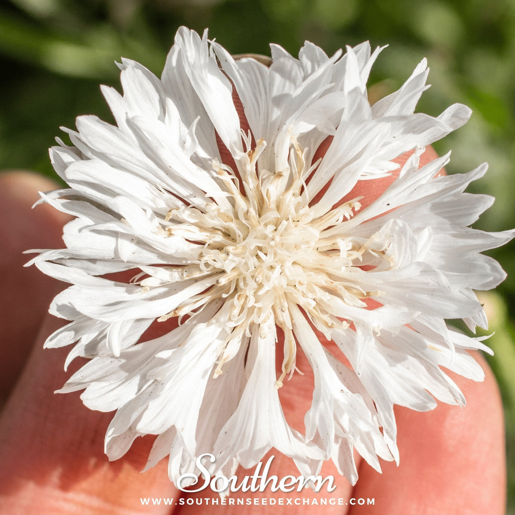 Tall White Cornflower – 100 Seeds