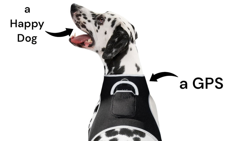 Collar Rechargeable Portable GPS Tracking Devices for Pets GSM Locator Size:XS