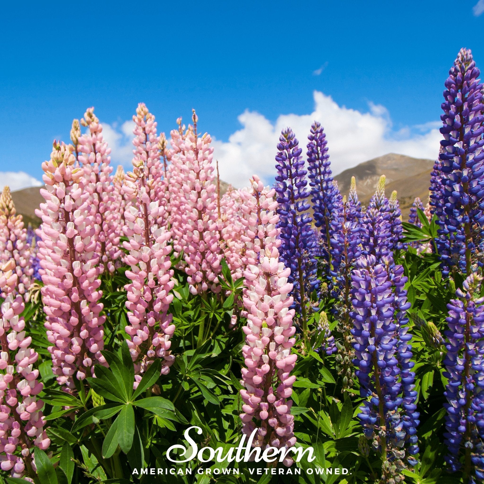 Russell Lupine – 50 Seeds