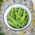 Sugar Daddy Peas – 20 Seeds