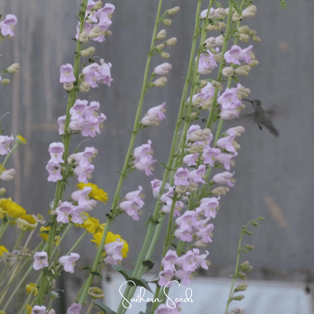 Palmer Penstemon – 100 Seeds