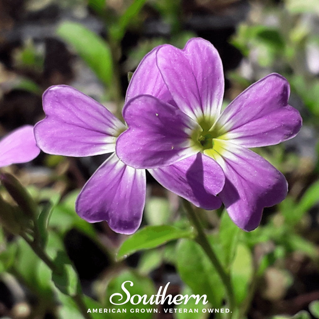 Virginia Stock – 500 Seeds