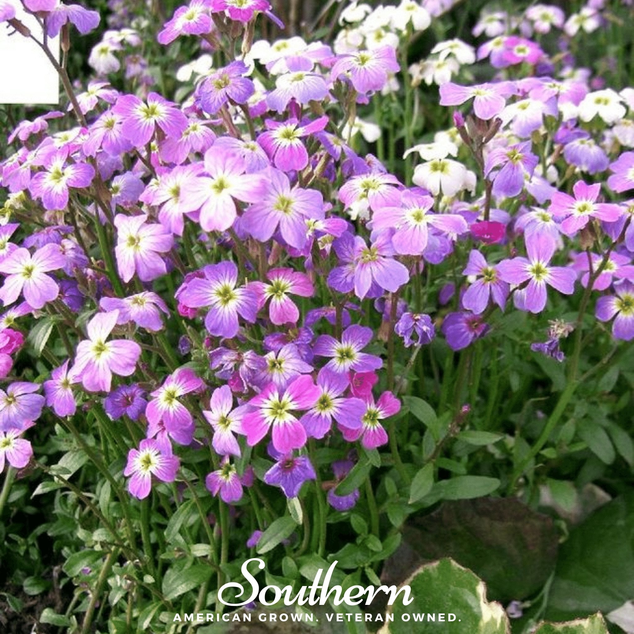 Virginia Stock – 500 Seeds