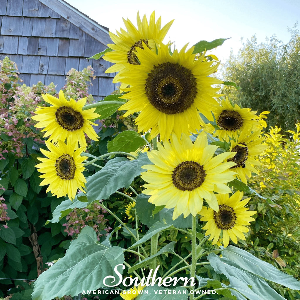 Lemon Queen Sunflower – 25 Seeds