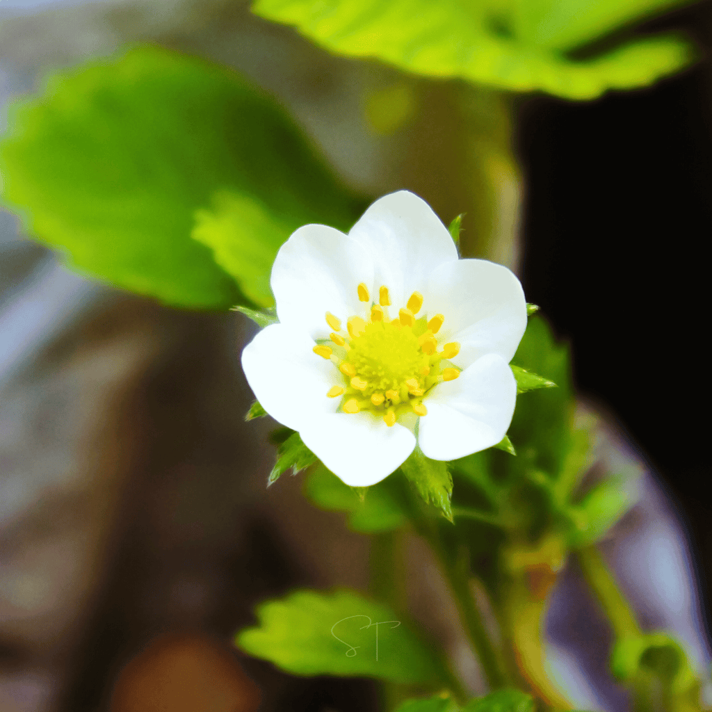 White Soul Strawberry – 100 Seeds