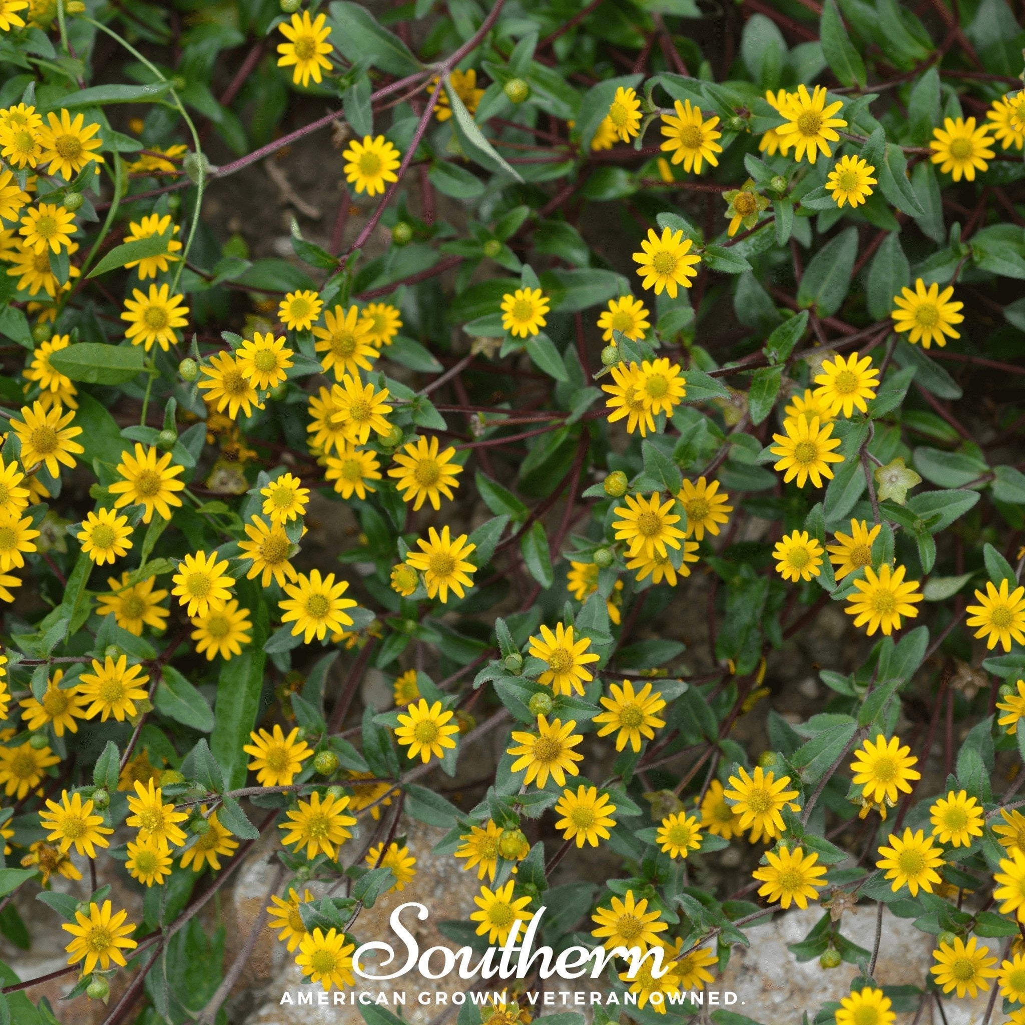 Creeping Zinnia – 100 Seeds